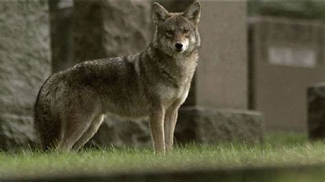 are coywolves more dangerous than coyotes